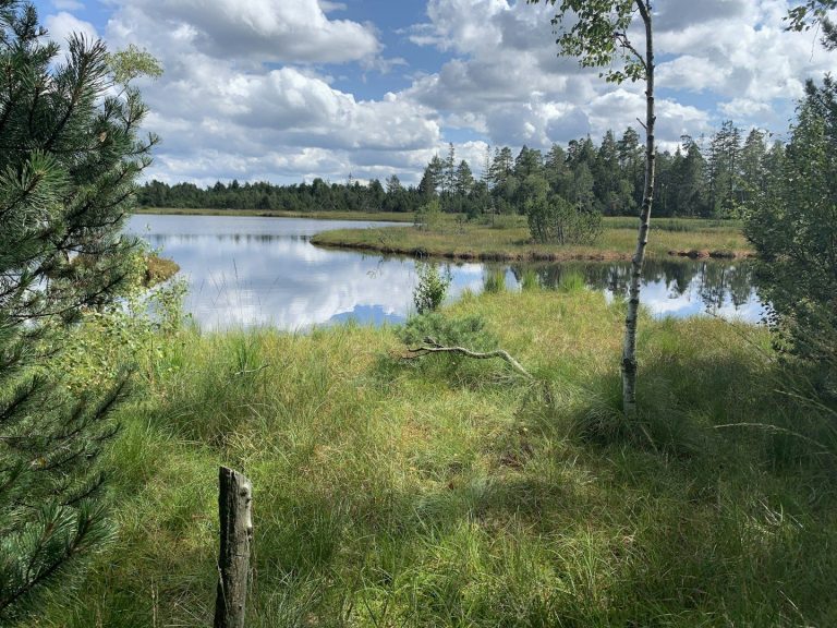 Grünes Ufer mit Wasserfläche, umgeben von Bäumen und Wolken am Himmel.