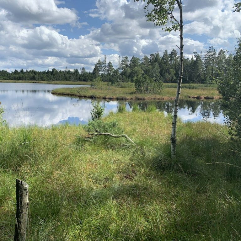 Ein ruhiger See umgeben von üppigem Grün und vereinzelten Bäumen unter einem bewölkten Himmel.