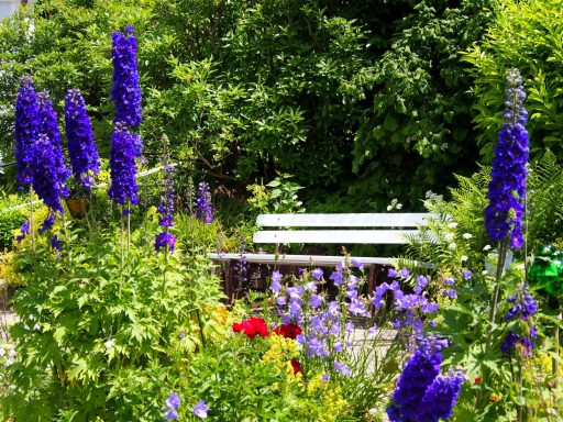 Blaue Blumen blühen um eine Holzbank in einem blühenden Garten.