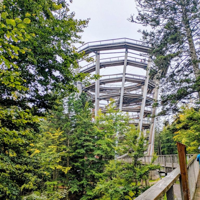 Baumwipfelpfad zwischen Bäumen, mit sichtbarem Gerüst und grauem Himmel.
