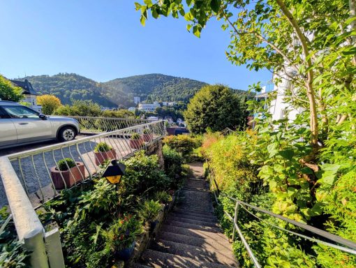Ein schmaler Holzweg führt zwischen üppigem Grün zu einem sanften Hügel im Hintergrund.