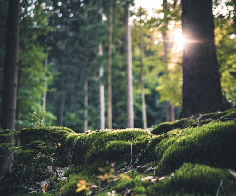 Sonnenschein schimmert durch einen Wald auf moosbedecktem Boden.